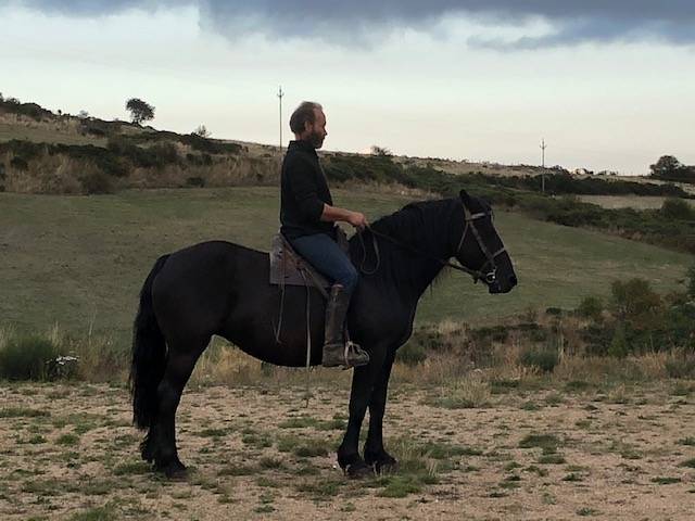 Yegua Mérens En venta 2016 Negro