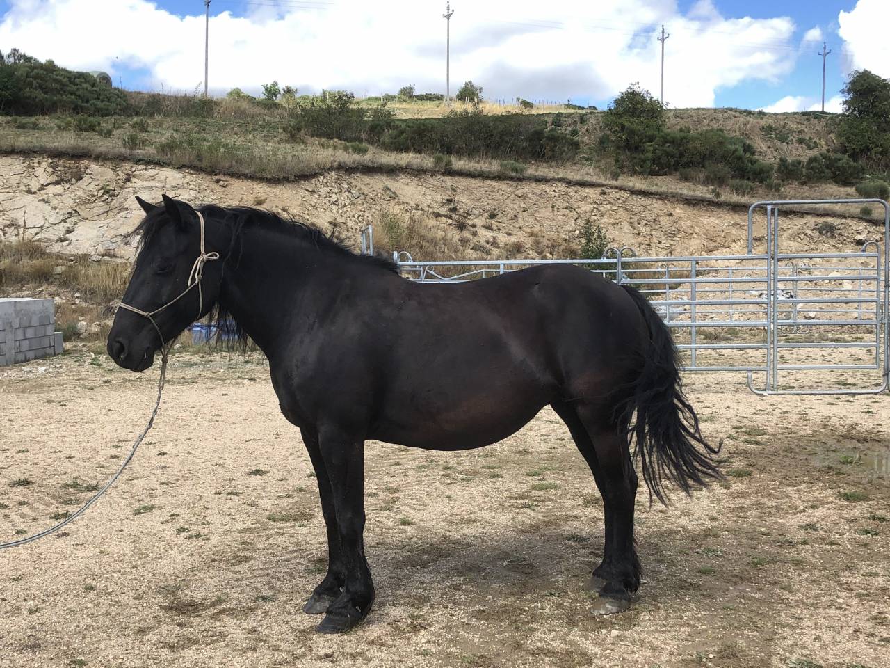 Yegua Mérens En venta 2016 Negro