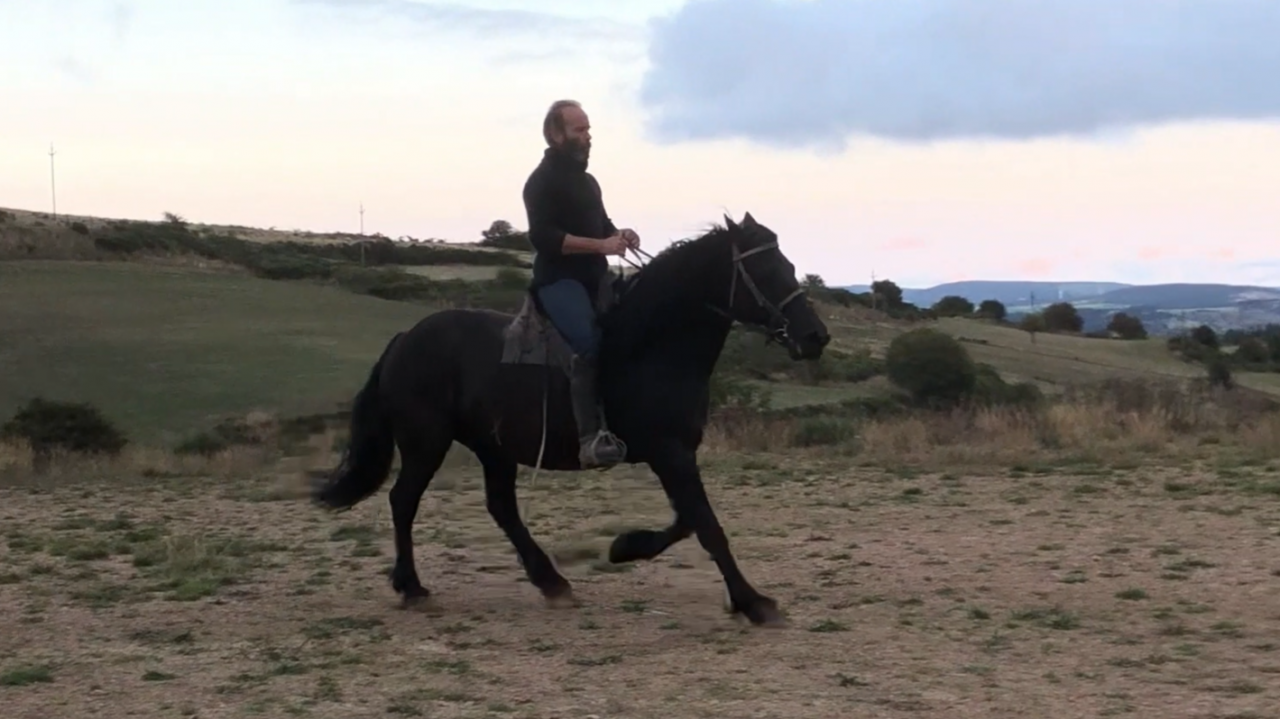 Yegua Mérens En venta 2016 Negro