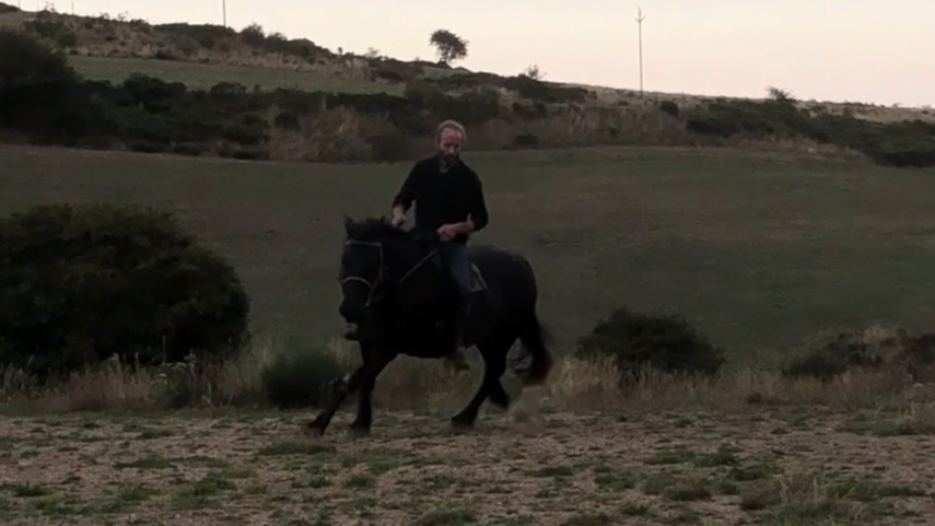 Yegua Mérens En venta 2016 Negro