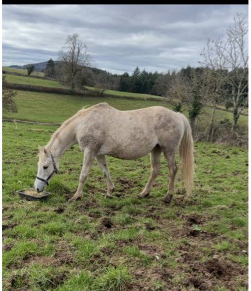 Yegua Silla Francés En venta 2008 Tordo por MYLORD CARTHAGO