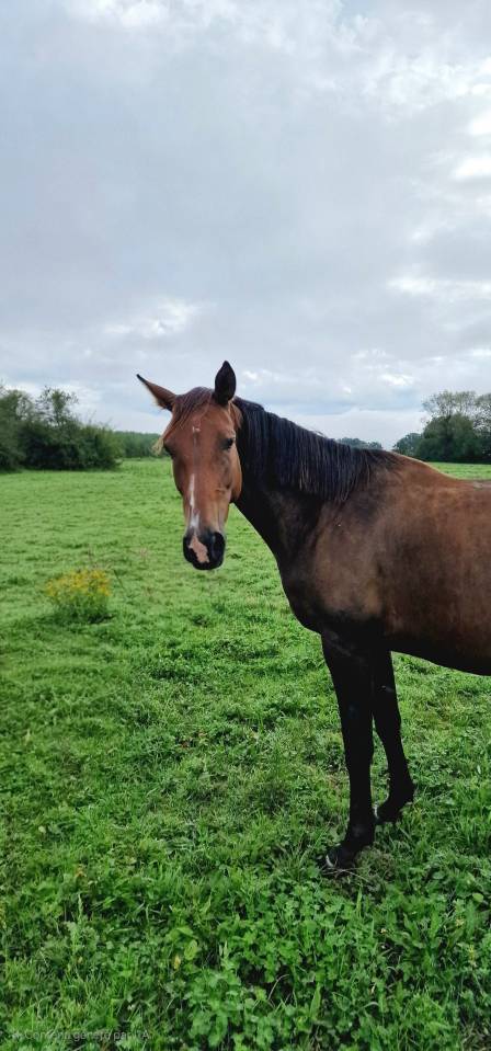 Yegua Silla Francés En venta 2017 Bayo