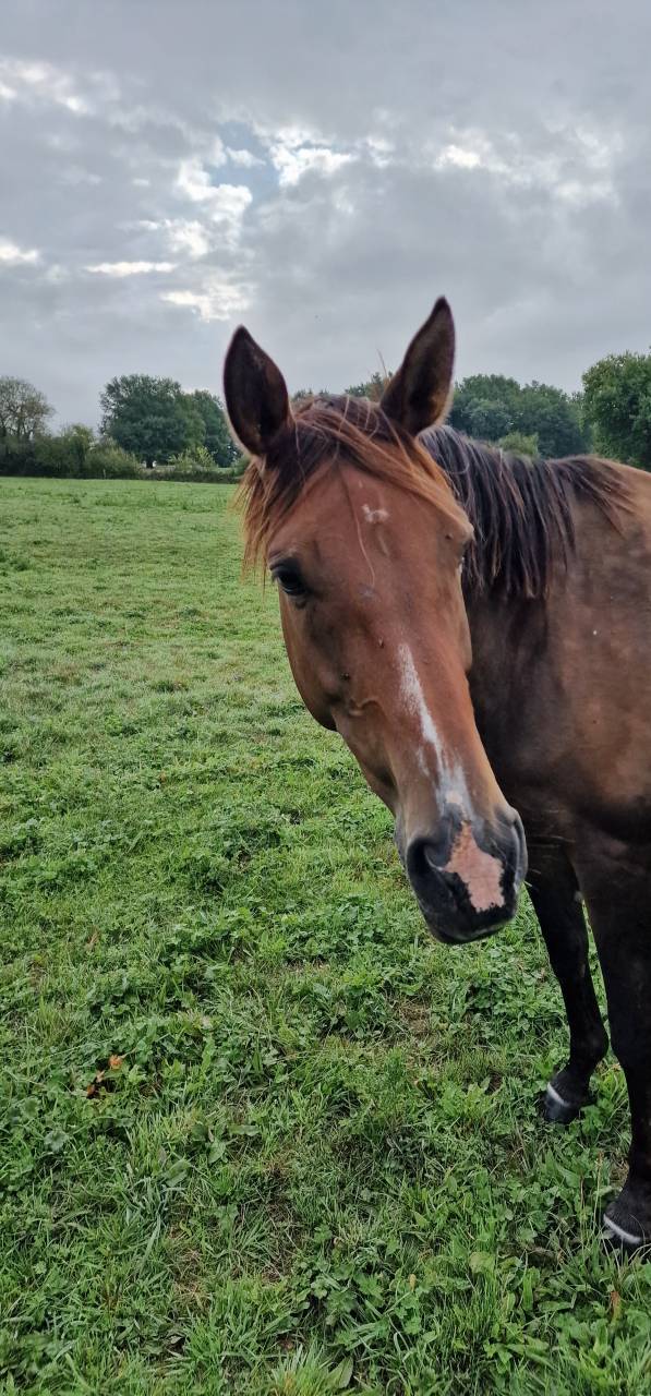 Yegua Silla Francés En venta 2017 Bayo