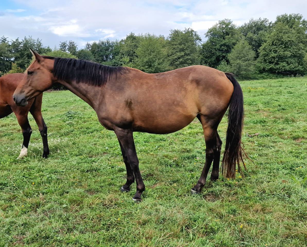 Yegua Silla Francés En venta 2017 Bayo