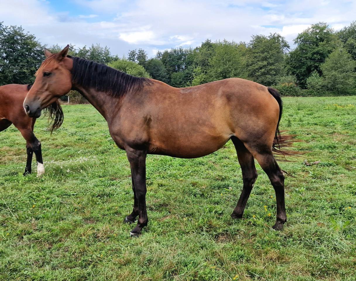 Yegua Silla Francés En venta 2017 Bayo