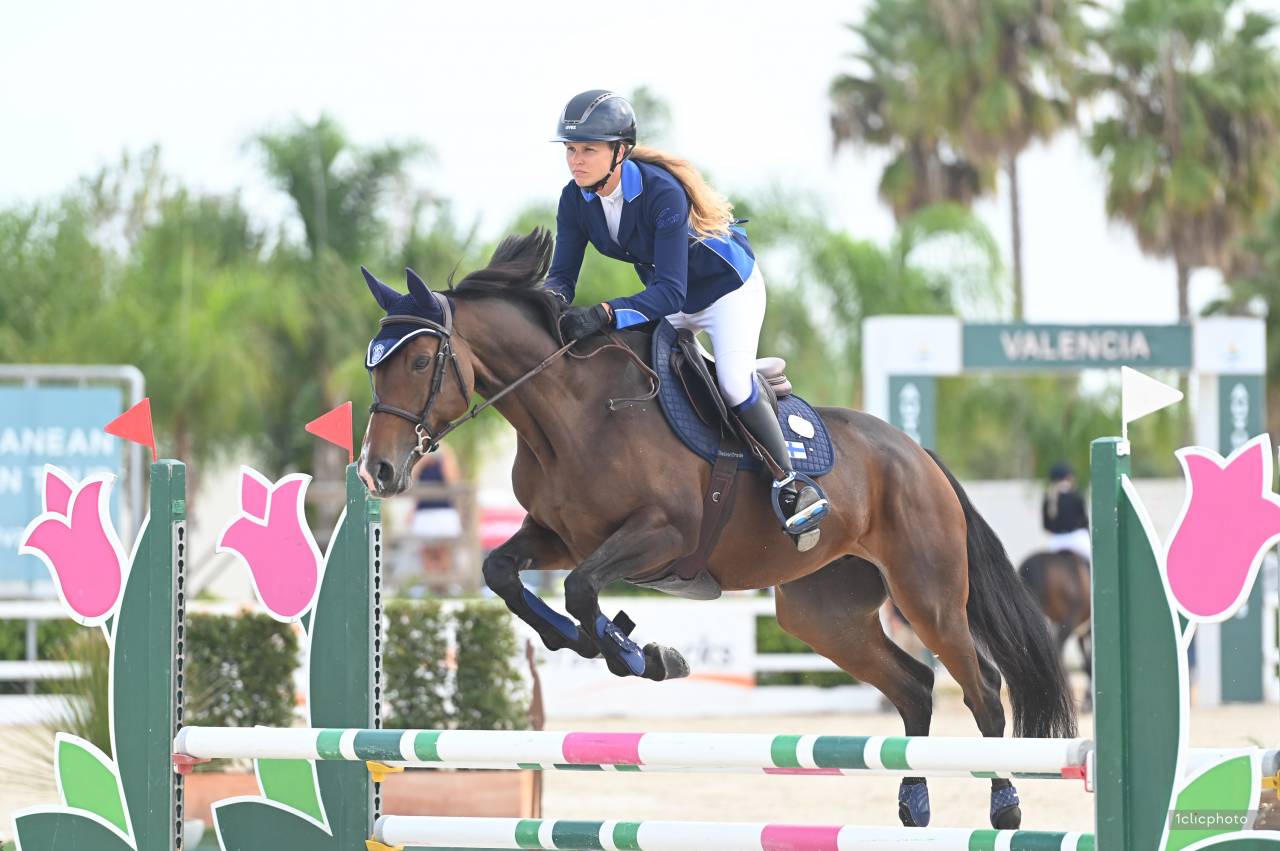 Yegua Silla Francés En venta 2017 Bayo