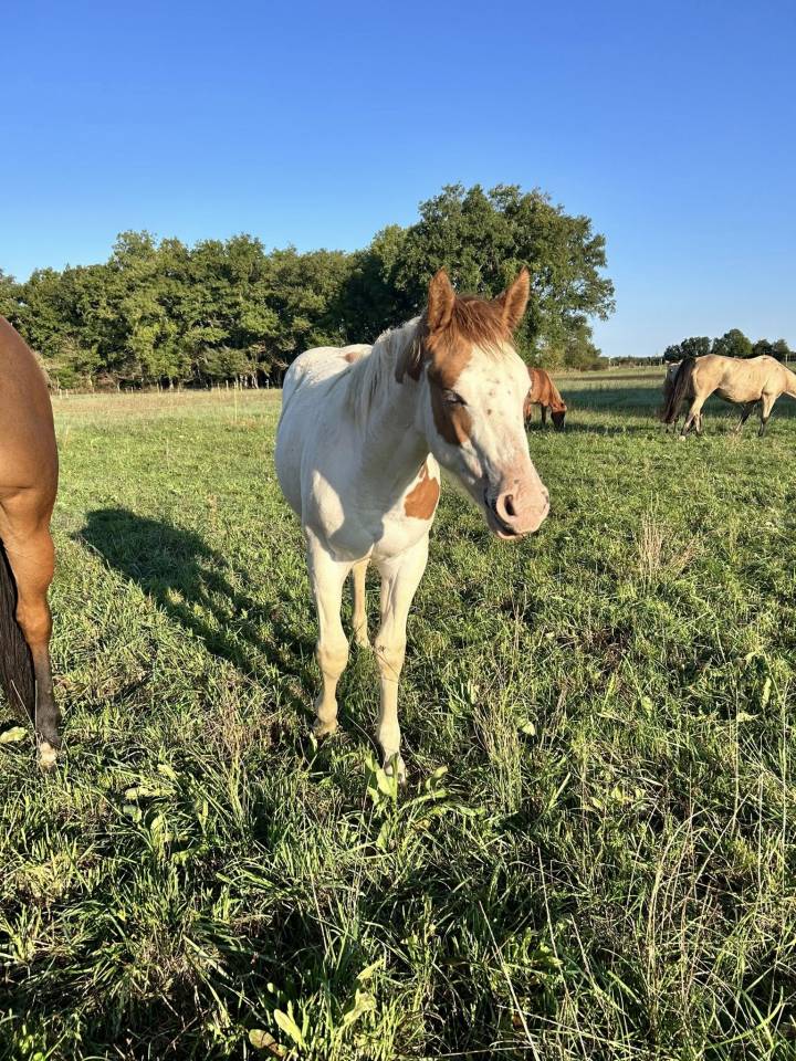 Potranca Paint Horse En venta 2025 Tovero por Power Double Chex