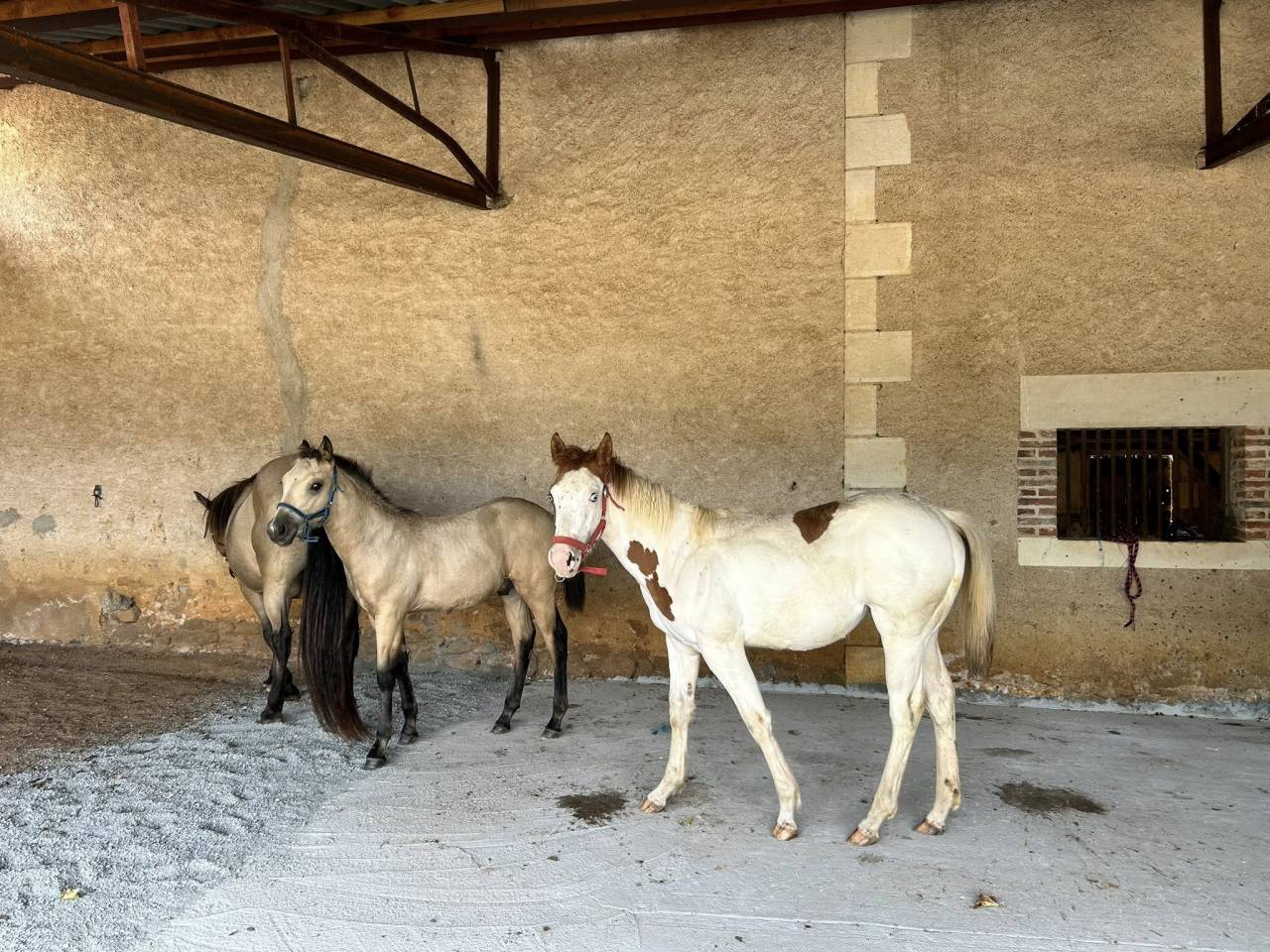 Potranca Paint Horse En venta 2025 Tovero por Power Double Chex