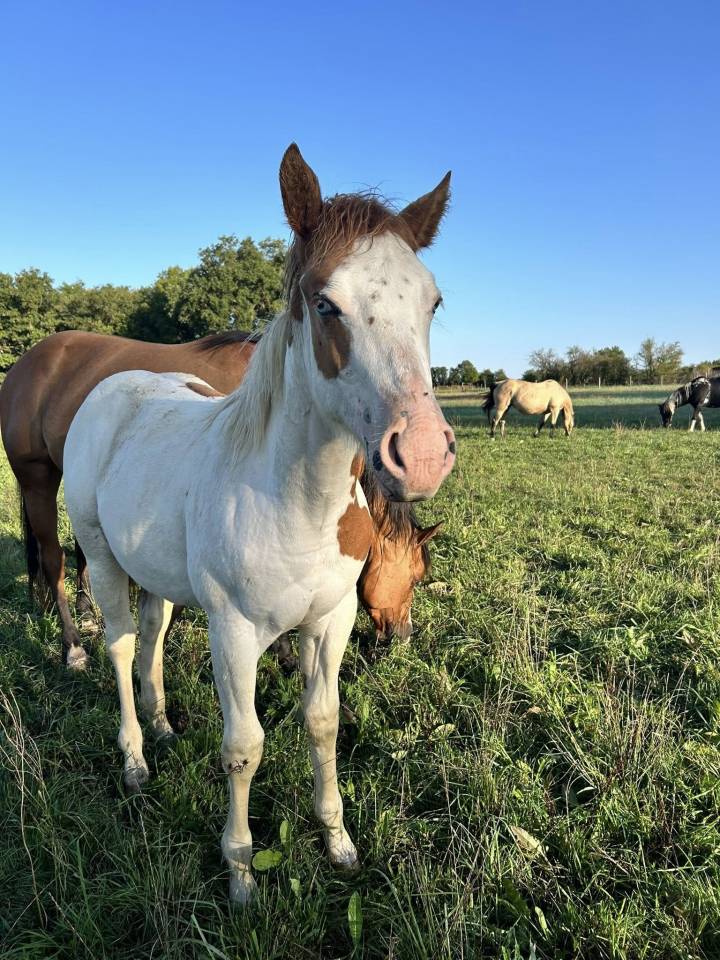 Potranca Paint Horse En venta 2025 Tovero por Power Double Chex