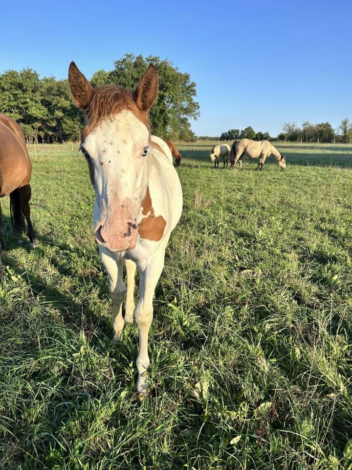 Potranca Paint Horse En venta 2025 Tovero por Power Double Chex