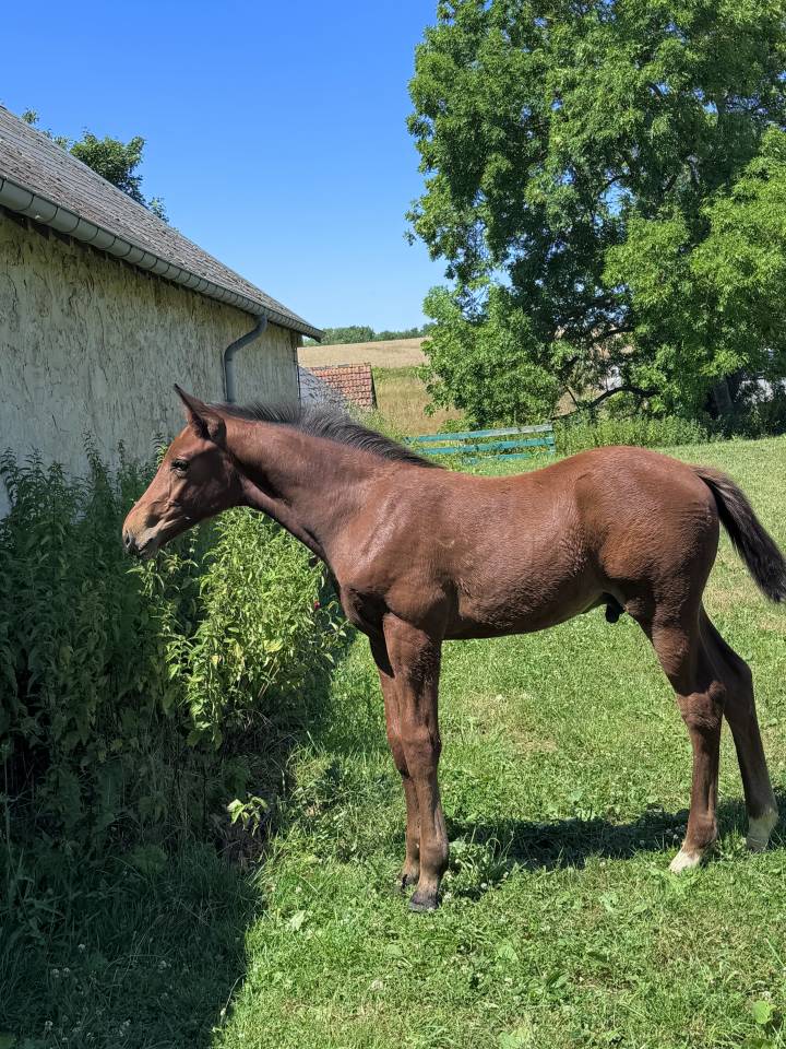 Potro Silla Francés En venta 2025 Bayo moreno