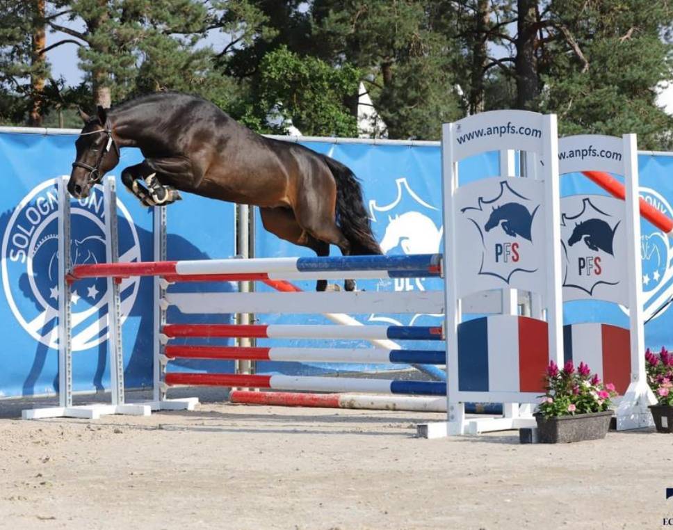 Potranca New Forest En venta 2025 Pío