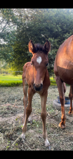 Potranca Silla Francés En venta 2025 Bayo