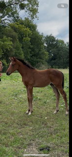 Potranca Silla Francés En venta 2025 Bayo