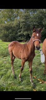 Potranca Silla Francés En venta 2025 Bayo