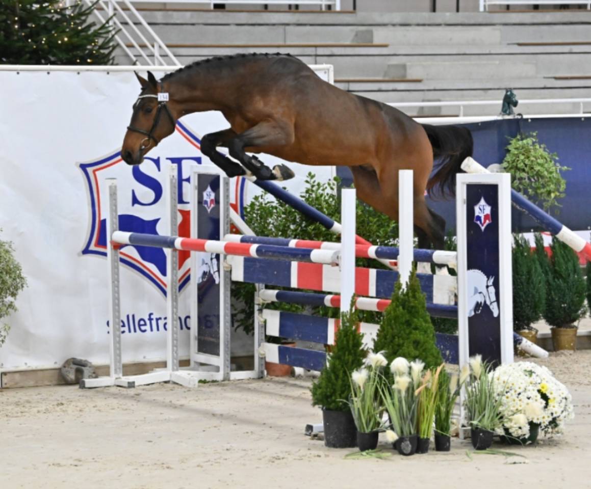 Potranca Silla Francés En venta 2025 Bayo