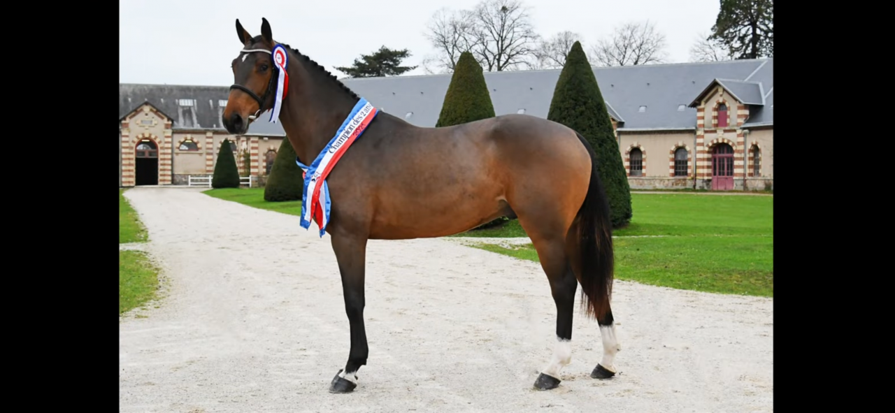 Potranca Silla Francés En venta 2025 Bayo