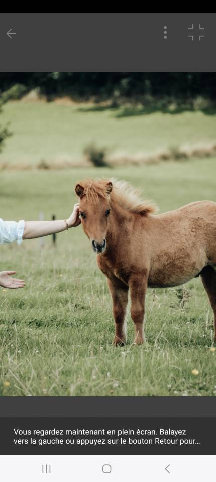 Potro Shetland En venta 2025 Alazán por waston stjernens