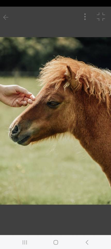 Potro Shetland En venta 2025 Alazán por waston stjernens