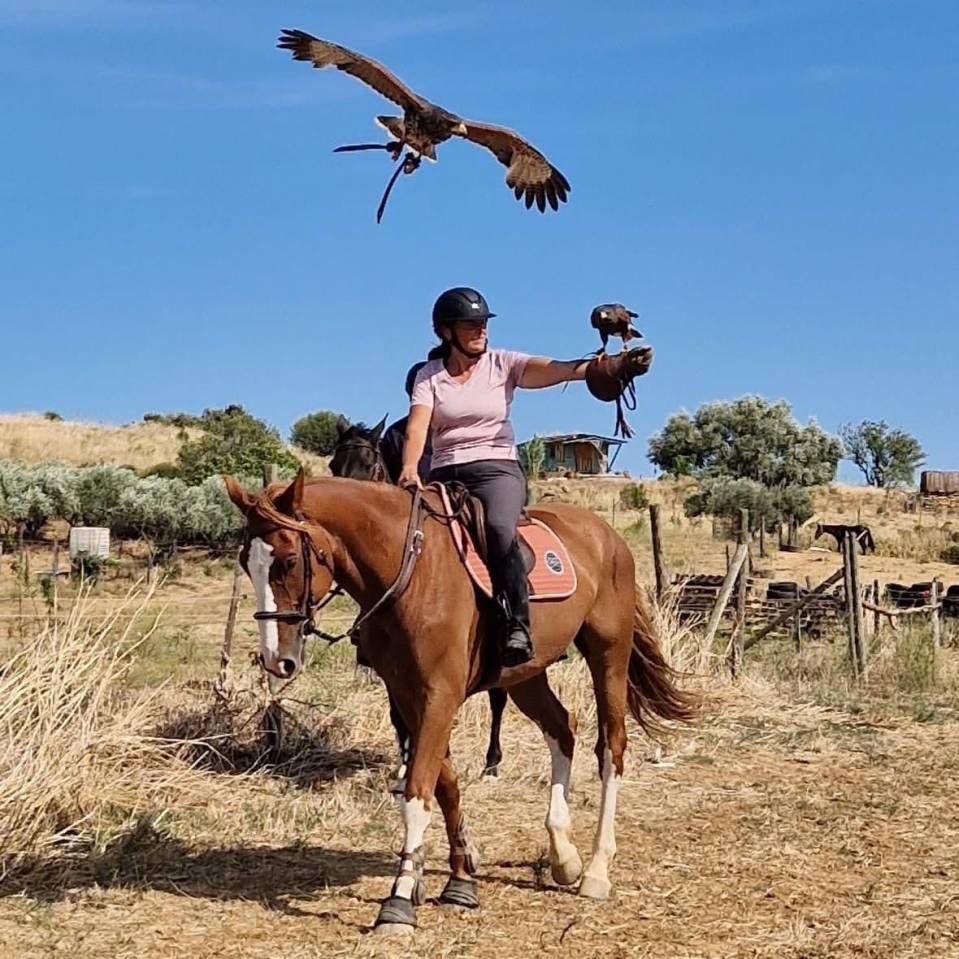Caballo castrado Silla Francés En venta 2015 Alazán por KLOTAIRE DU MOULIN