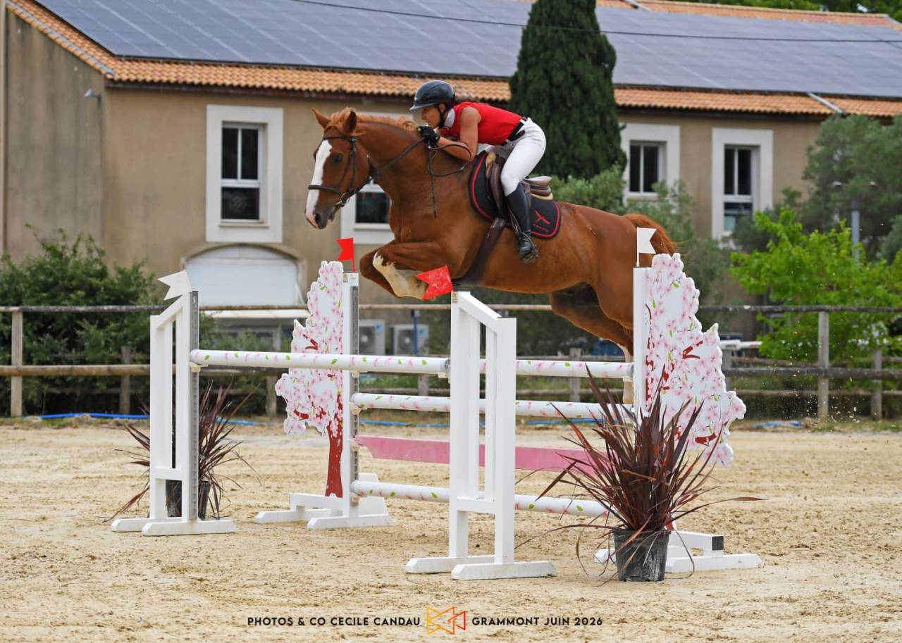 Caballo castrado Silla Franc&eacute;s En venta 2015 Alaz&aacute;n por KLOTAIRE DU MOULIN