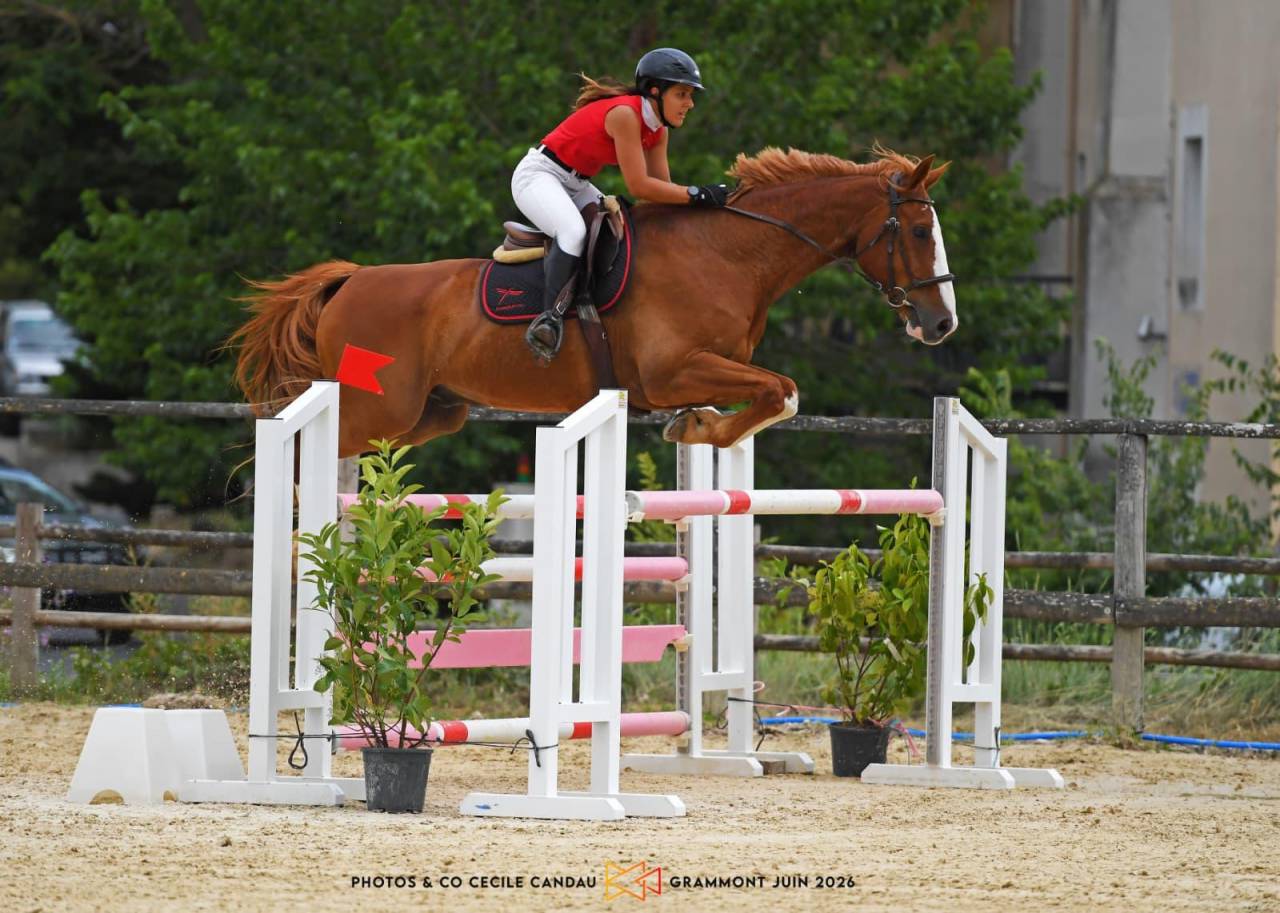 Caballo castrado Silla Franc&eacute;s En venta 2015 Alaz&aacute;n por KLOTAIRE DU MOULIN