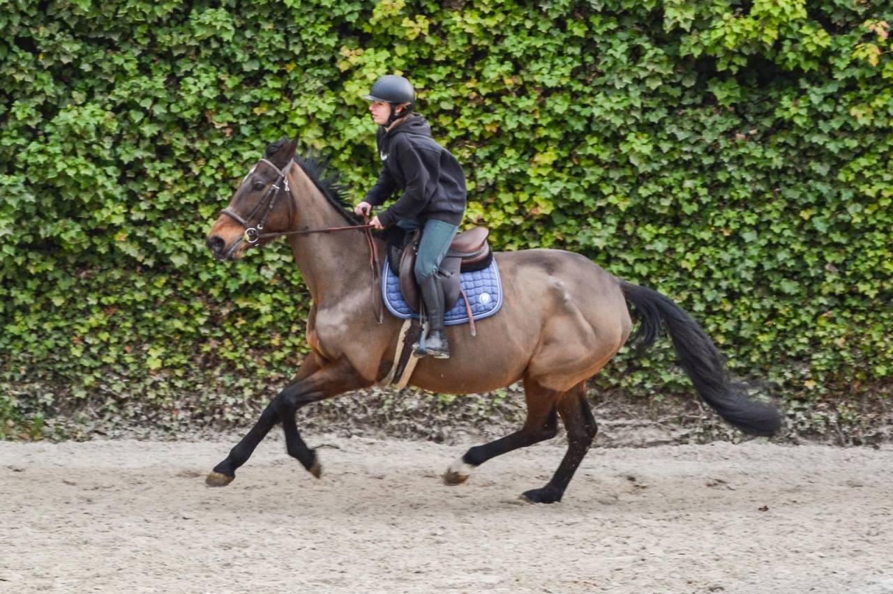 Yegua Trotón Francés En venta 2011 Bayo