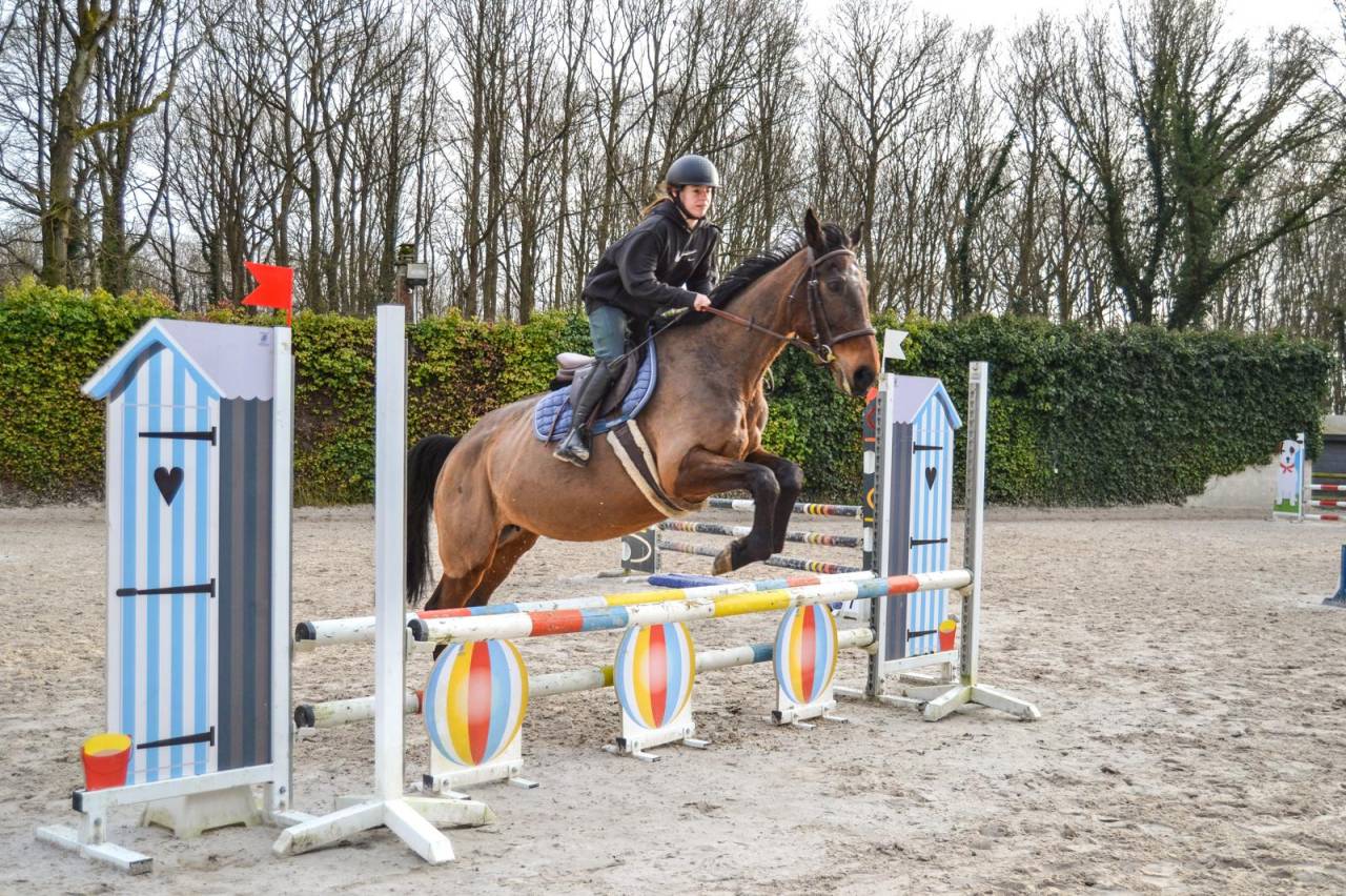 Yegua Trotón Francés En venta 2011 Bayo