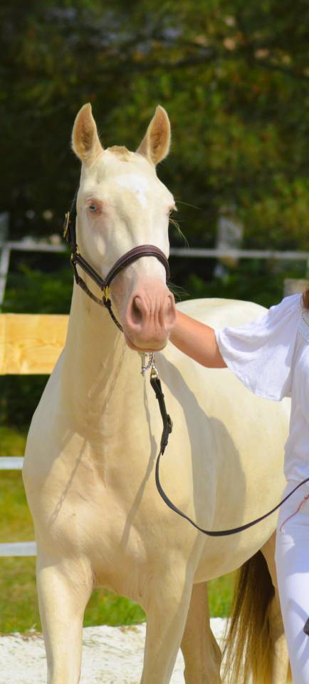 Potranca Lusitano En venta 2022 Crema por ESPIRITO DA MATA