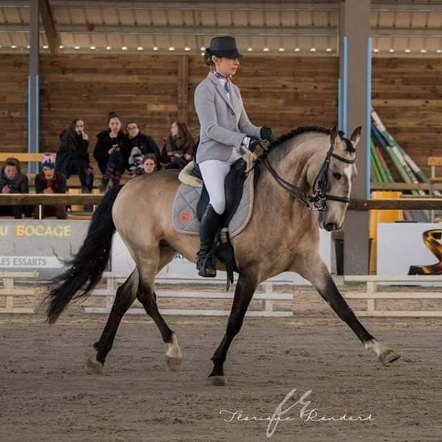 Potranca Lusitano En venta 2022 Crema por ESPIRITO DA MATA