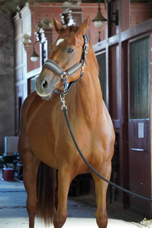 Yegua Silla Francés En venta 2018 Alazán