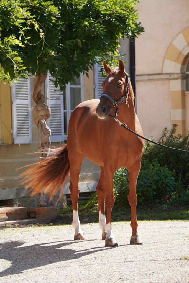 Yegua Silla Francés En venta 2018 Alazán