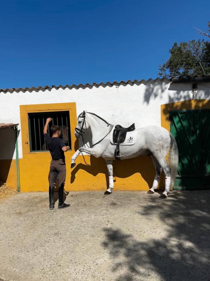 Caballo tordo de doma clásica - 10 años