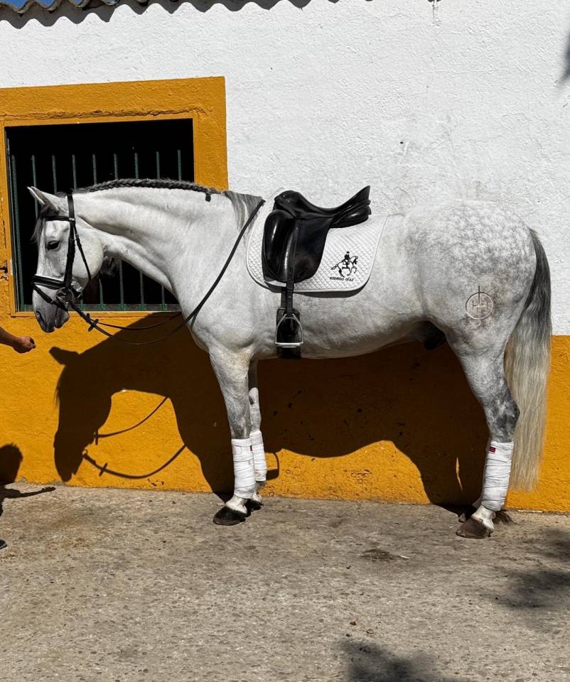 Caballo tordo de doma clásica - 10 años