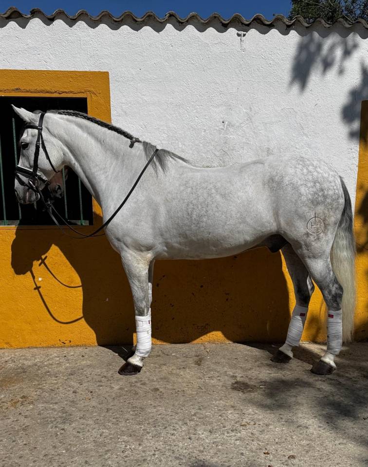 Caballo tordo de doma clásica - 10 años