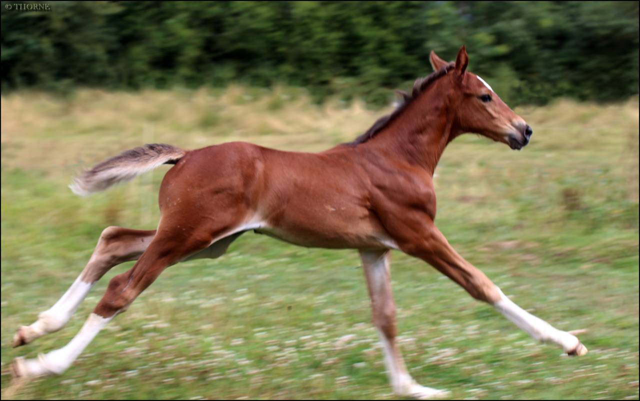 Potranca Silla Francés En venta 2025 Bayo moreno por ESMERALDO