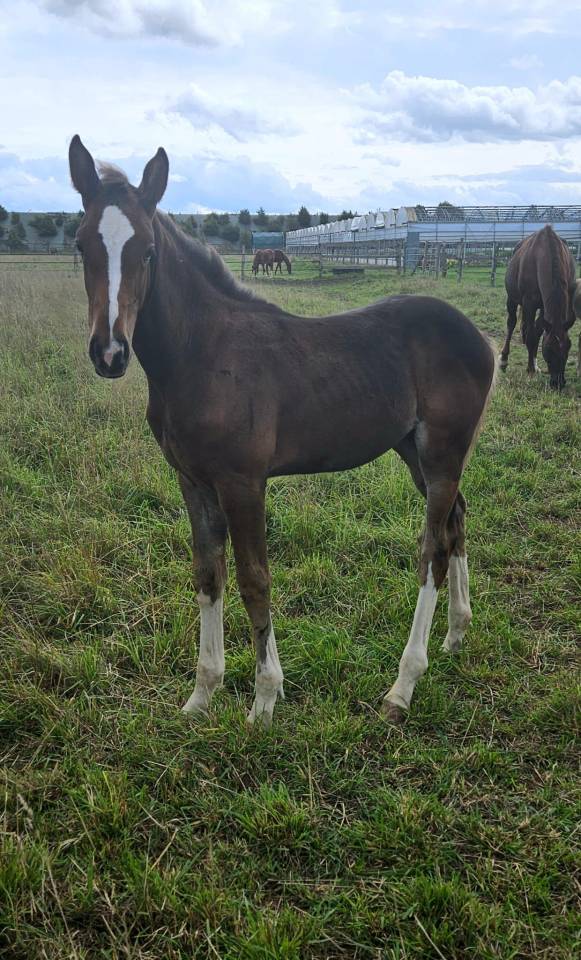 Potranca Silla Francés En venta 2025 Bayo moreno por ESMERALDO