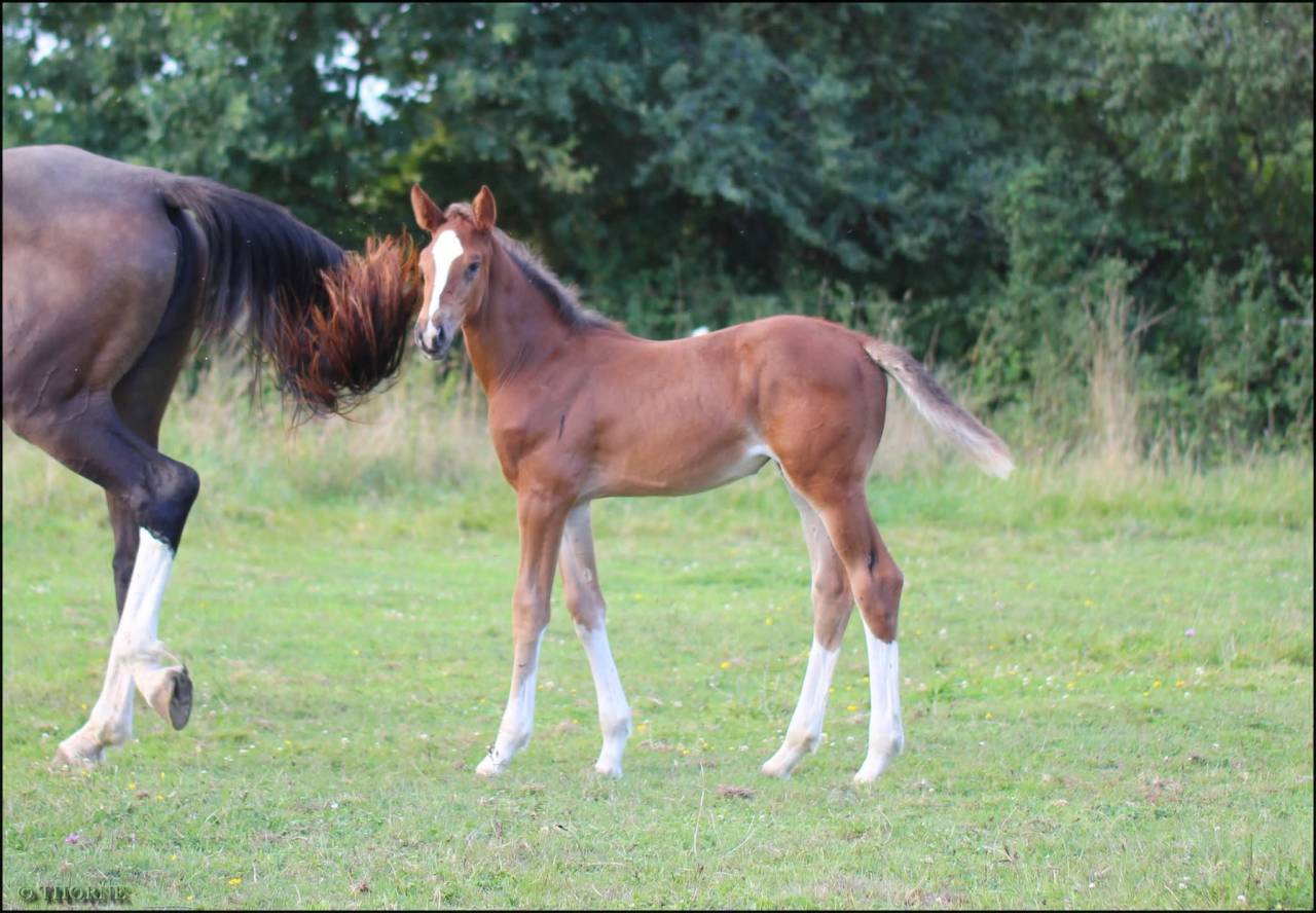 Potranca Silla Francés En venta 2025 Bayo moreno por ESMERALDO