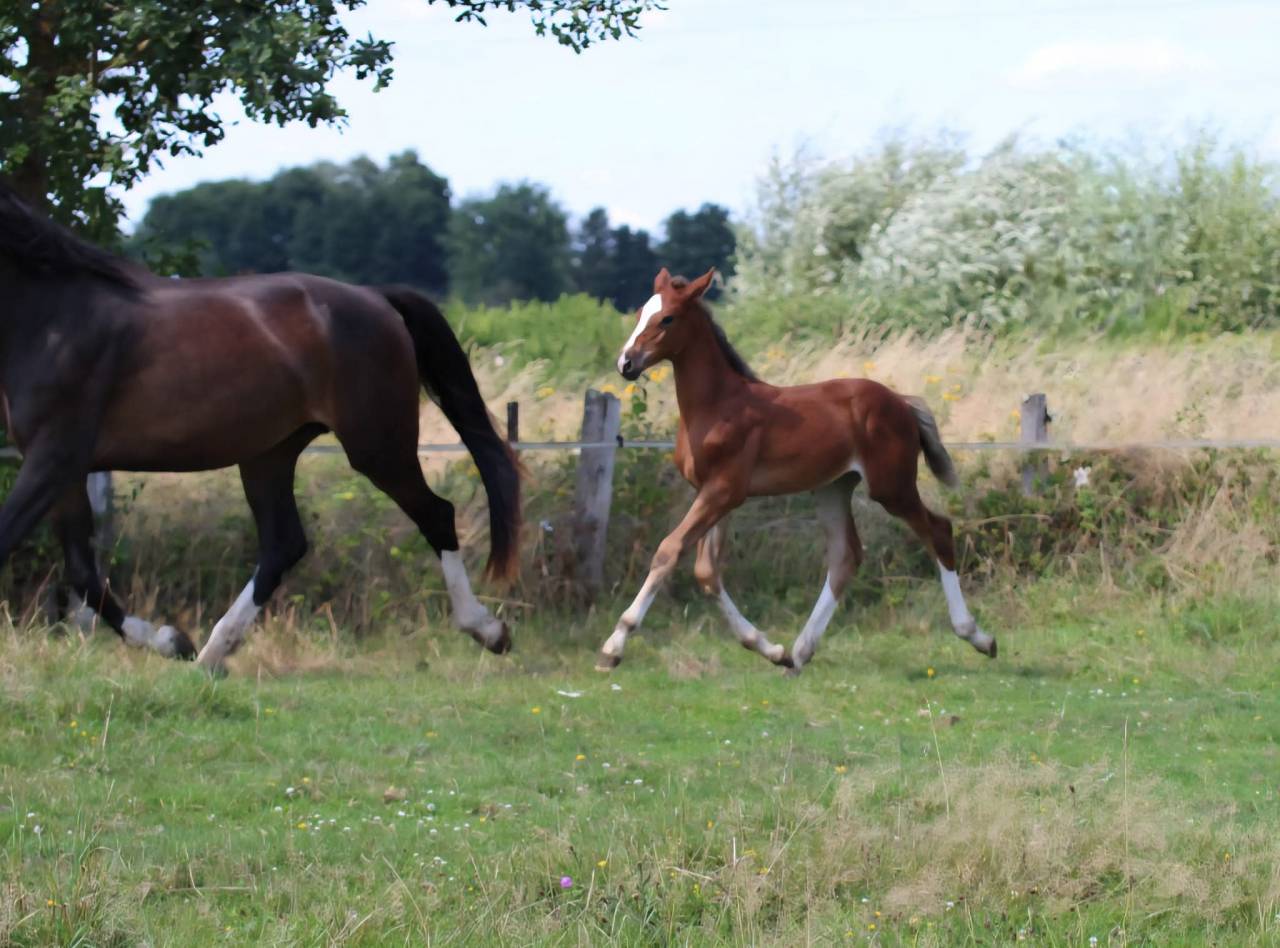 Potranca Silla Francés En venta 2025 Bayo moreno por ESMERALDO