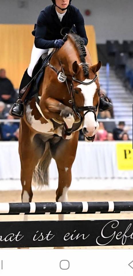 Potranca Silla Francés En venta 2025 Bayo moreno por ESMERALDO