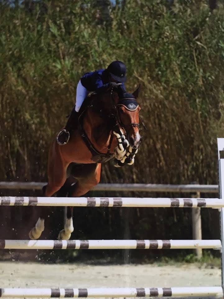 Potranca Silla Francés En venta 2025 Bayo moreno por ESMERALDO