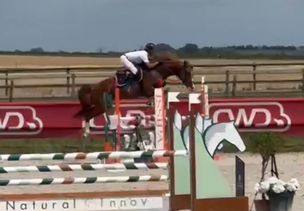 Potranca Silla Francés En venta 2025 Bayo moreno por ESMERALDO