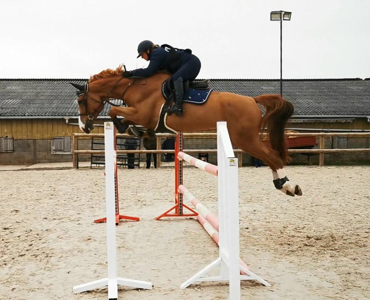 Potranca Silla Francés En venta 2025 Bayo moreno por ESMERALDO