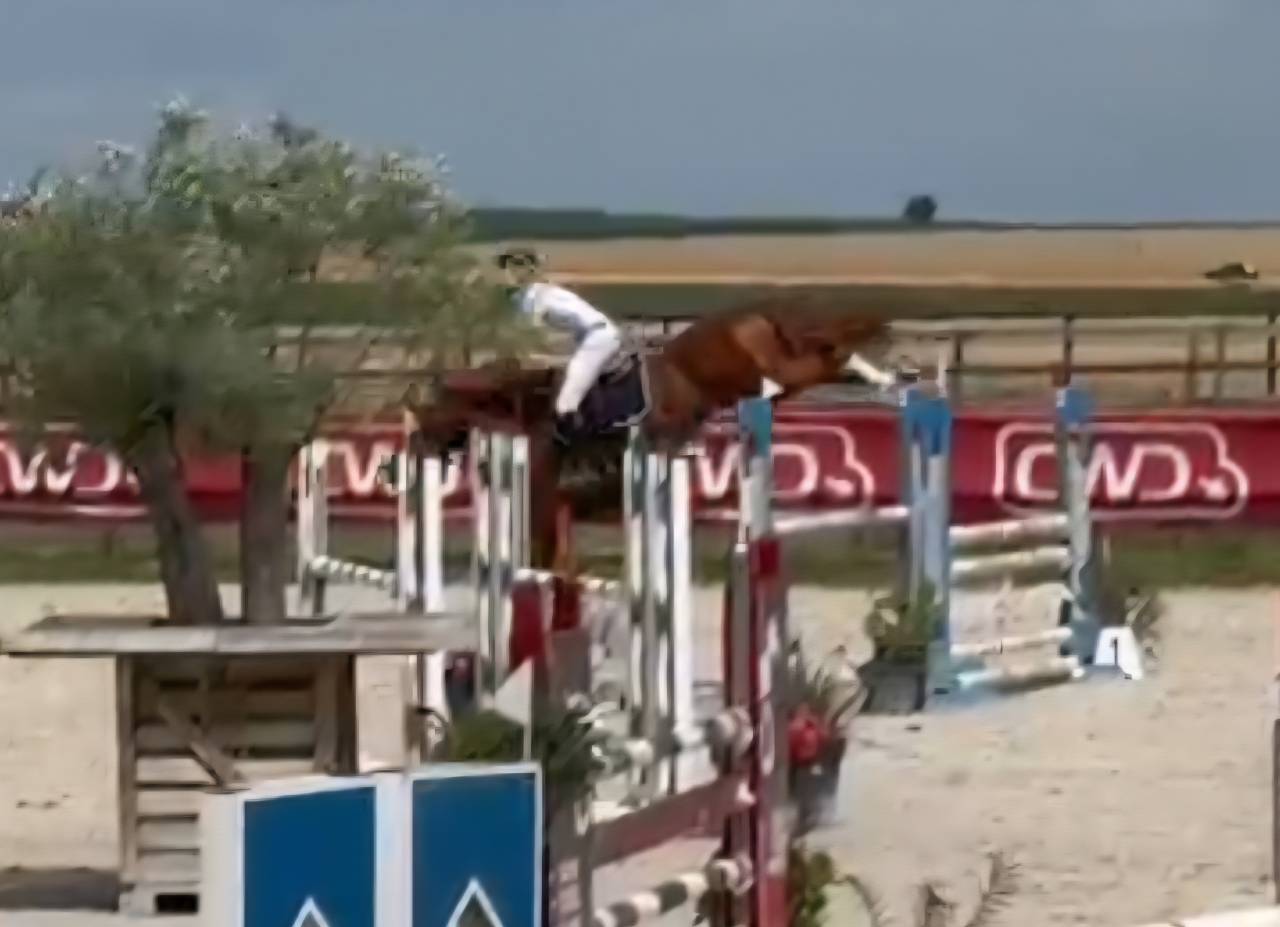 Potranca Silla Francés En venta 2025 Bayo moreno por ESMERALDO