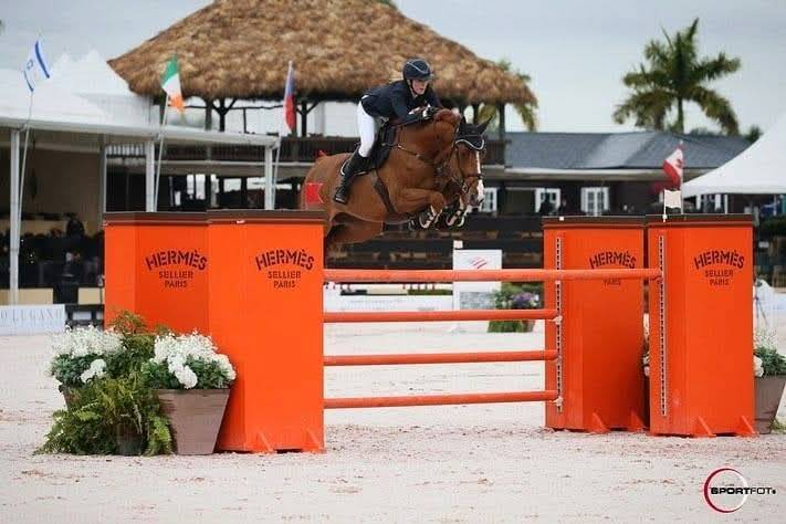 Potranca Silla Francés En venta 2025 Bayo moreno por ESMERALDO