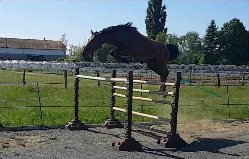 Potranca Silla Francés En venta 2025 Bayo moreno por ESMERALDO