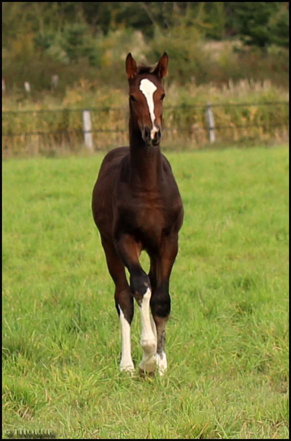 Potranca Silla Francés En venta 2025 Bayo moreno por ESMERALDO