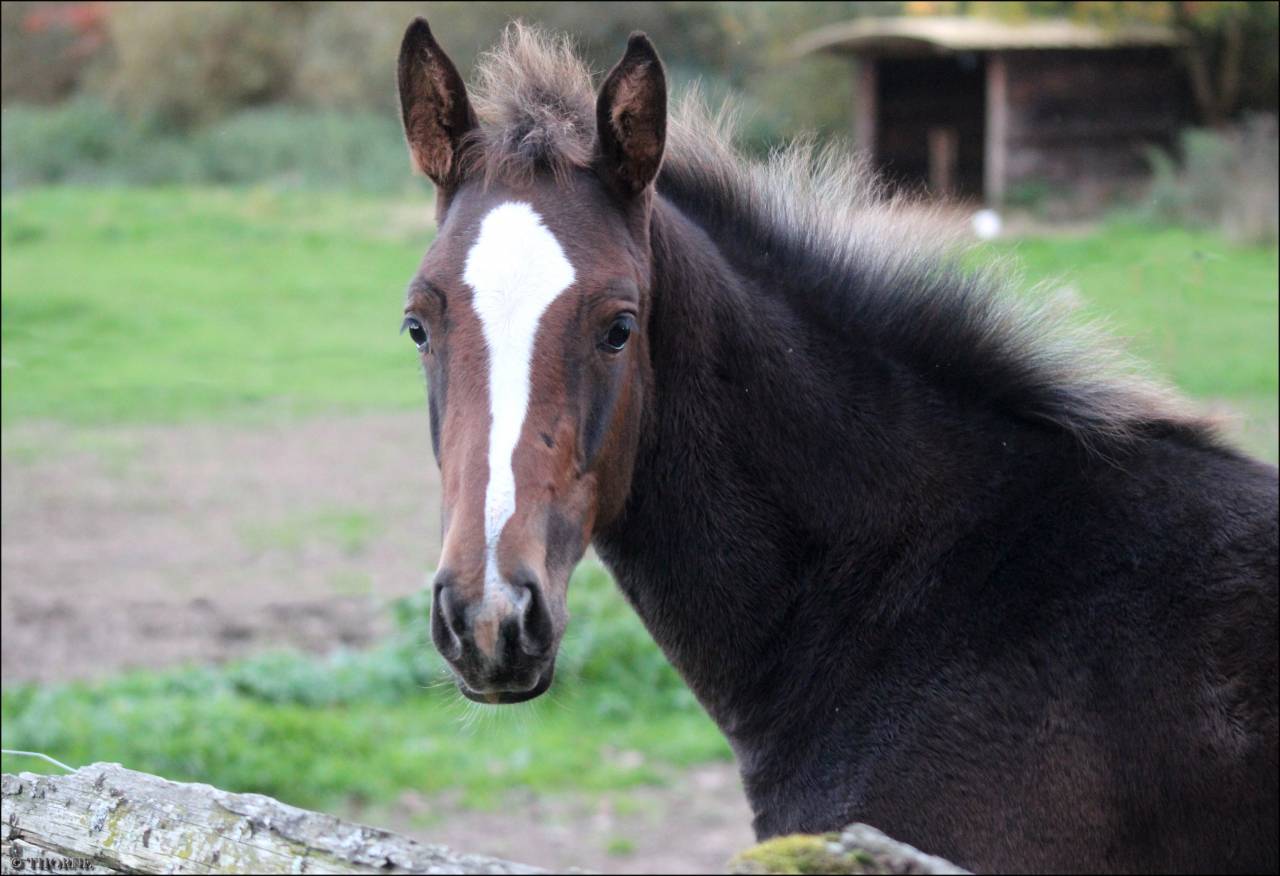 Potranca Silla Francés En venta 2025 Bayo moreno por ESMERALDO