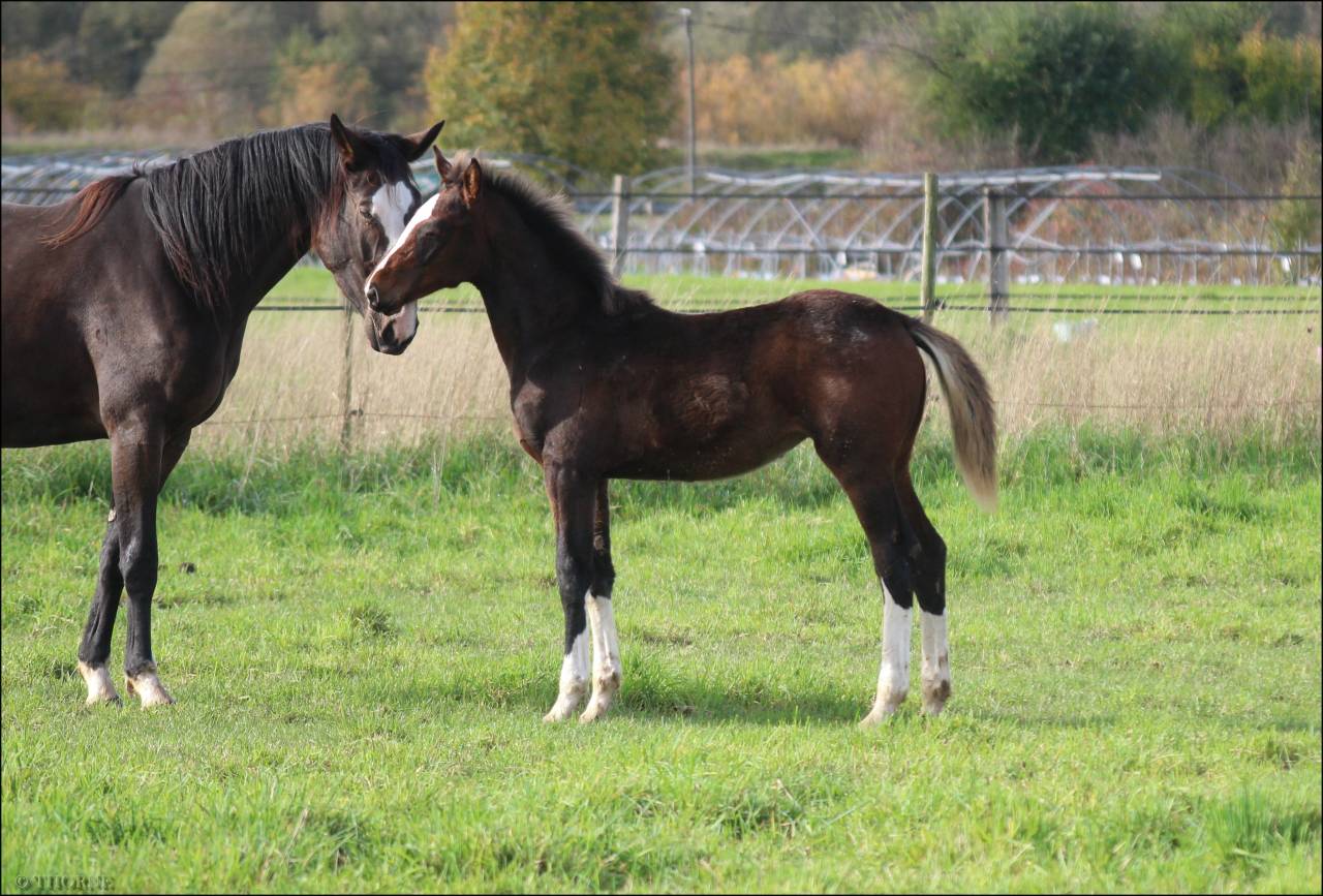 Potranca Silla Francés En venta 2025 Bayo moreno por ESMERALDO