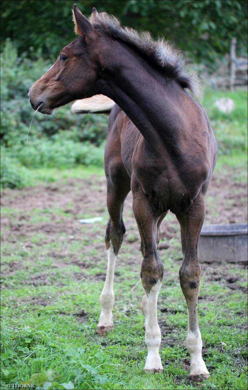 Potranca Silla Francés En venta 2025 Bayo moreno por ESMERALDO